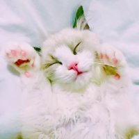 かほち🌸 (@kahomayu0210) 's Twitter Profile