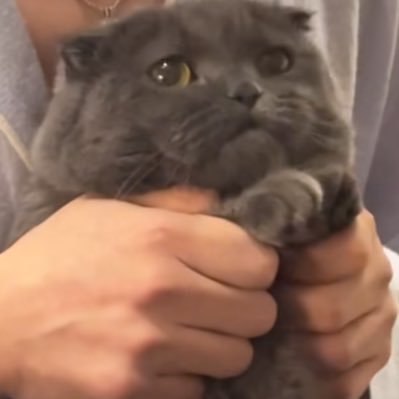 fcc050924's profile picture. 10(15)🇯🇵┊︎👑オルペン,🦑🎮┊︎新規