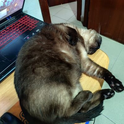 valengran1's profile picture. Inversor aleatorio , absurdo e inconsciente en todo tipo de inversiones que salen mal
