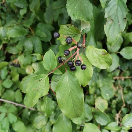 skierskijo50837's profile picture. 