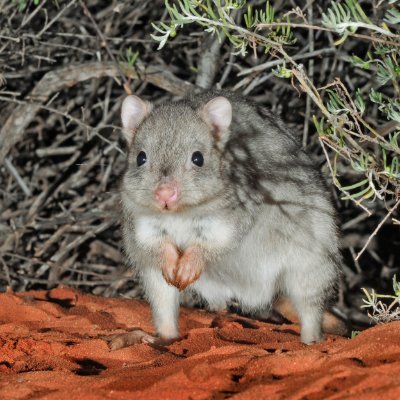 boodie_25's profile picture. Australian marsupial rat-kangaroo in the trenches with Degen Frens
https://t.co/f3ichH8VIS

9-5 is a scam