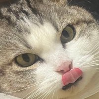 おだゆり (@xn19jc) 's Twitter Profile