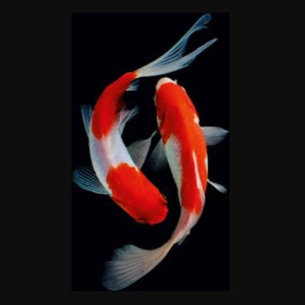 xtkhouw's profile picture. 