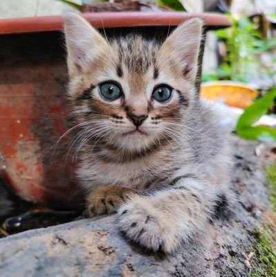 velmopz's profile picture. Jarlette and RalphVee sa tamang panahon. ❤️🥰