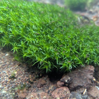 sampo_crow's profile picture. 光合成 → 発生進化(M2) 
チシマミズハコベ
田原カフェ 運営