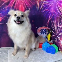 カキフライ (@oniyomecoco) 's Twitter Profile
