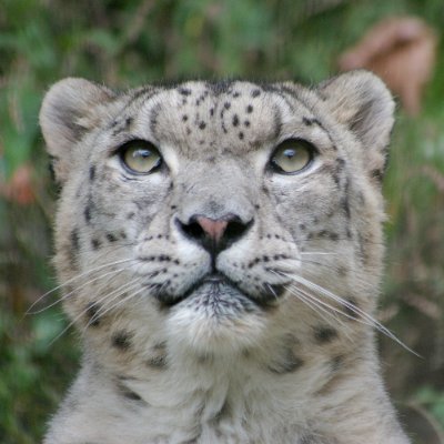 ユキヒョウ大好き!ネコ全般が大好き!
食事&料理も好きだから、全く痩せず体格はデラックス!
カメラはPENTAXを使ってます。
バイクはSUZUKIのGSX-S1000(縦目)に乗り、車はライオンちゃんです。
※エロ垢一切お断り。即ブロック対象です。