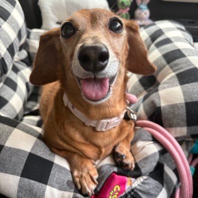 yoookonvuu's profile picture. 初代🐶パンコ（Mダックスロング）2002.5.16～2018.10.13🌈 2代目🐶モナ（Mダックススムース）2021.4.7家族になりました。推定11歳の元繁殖犬で保護犬の女の子🤎 💛🎗