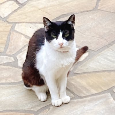 saboritami's profile picture. 元池袋OLでした。今は中央区でOLです！Excel垢