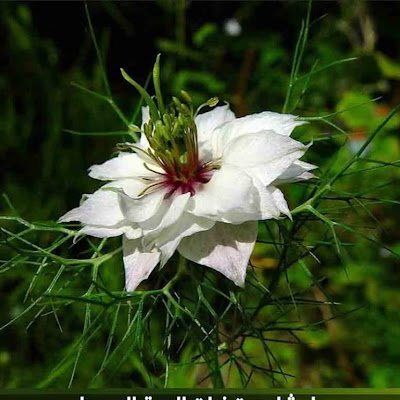 VolkanZizo16661's profile picture. 