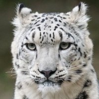 FRAUDMAXXING (@kiberpsix2) 's Twitter Profile