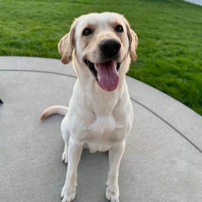 ScoutDog321's profile picture. 