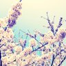selene_AIart's profile picture. ごろぉがAI出たての時、お勉強する為に作って放置してたアカウントです 本アカはおいらの思い出…絶対に取り戻すけど、ひとまずこちらで