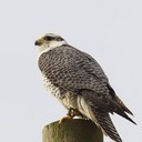 george hedges - @peregrine23 - Twitter