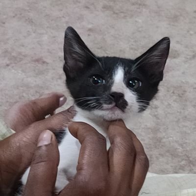 Parikshit_17199's profile picture. 