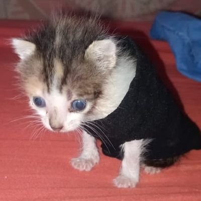 trans. me gusta: 🦖🦕, 🚀 y Minecraft, 23 años. Insanus mulier de villa. Abogada de la paja. YouTube:
https://t.co/0tDWGcsO3P