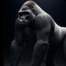 Alpha 🦍 (@hominidaes) Twitter profile photo Alpha 🦍 (@hominidaes) Twitter profile photo