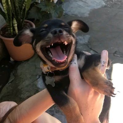 bro0klyn_bae's profile picture. 25. ele/ela/elu | he/she/they. bissexual. enby/nb. Giu. Eng/PT-BR. Chefe da Facção Carinhosa do RJ 🔫💕. Porte pequeno, dócil e gosto de carinho 🐇