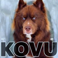 KOVU on Solana (@kovuonsolana) 's Twitter Profile Photo KOVU on Solana (@kovuonsolana) 's Twitter Profile Photo