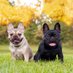 🐶French Bulldog Fan Club🐶 (@frenchbull97210) Twitter profile photo 🐶French Bulldog Fan Club🐶 (@frenchbull97210) Twitter profile photo