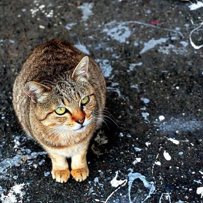 名前:きんたろ
年齢:35
性別:男
住み:東京
車種:レブル250
好き:温泉、スポーツ(特にサッカー)、カメラ、猫
一言:たまに東京湾近辺を一人でツーリングしてます。走ってくれるツーリング仲間・バイク友達募集中です!無言フォローばっかりかもですが良かったら仲良くしてください!🙇