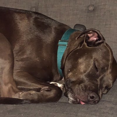 私は犬好き🐱です。昨年、愛犬を亡くしました。愛犬がいなくて本当に寂しいです。だから、他の人の可愛い犬を見ることで慰めを得ています🐈。🐈 犬を飼わなくなったので、美しい花や自然について主に投稿します🌻。お会いできて嬉しいです。犬好きの仲間とつながることを楽しみにしています。