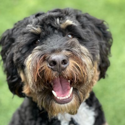 Train your dog and give them the freedom to live their best life!