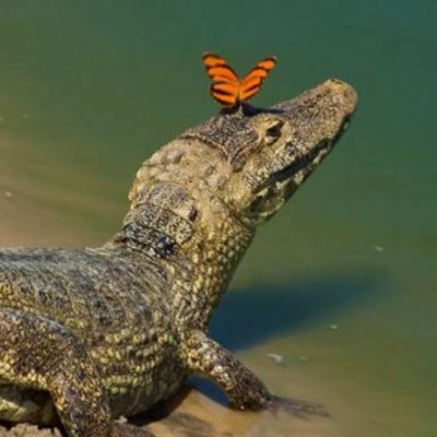 anavilhana's profile picture. Pare o mundo que eu quero descer!