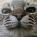 Li (@splimsss) Twitter profile photo Li (@splimsss) Twitter profile photo