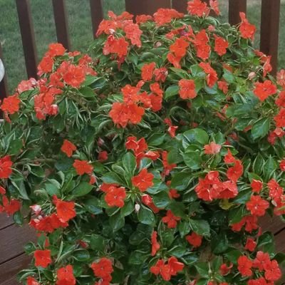 Loves to cook, gardener, ❤s old movies, Democrat, vocalist, ❤r of all Veteran Affairs. Searching for a man who cares about himself, confident in getting 2knowme