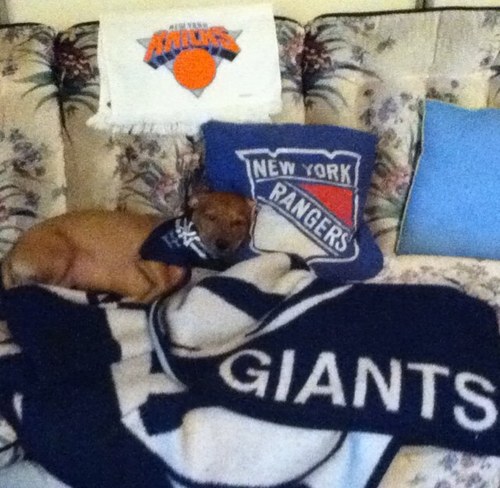 yankeemojo's profile picture. Yankees, Giants, Rangers, Knicks, Red Bulls, Jets,  LA Galaxy, LA Kings, & Arsenal