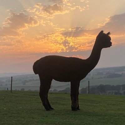 Bingfield Alpacas Profile