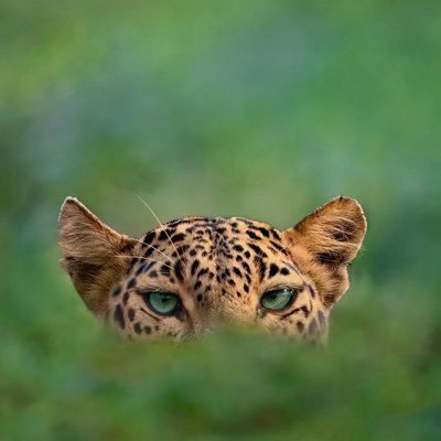 Obsvr_1's profile picture. Bidding your liquidation price.