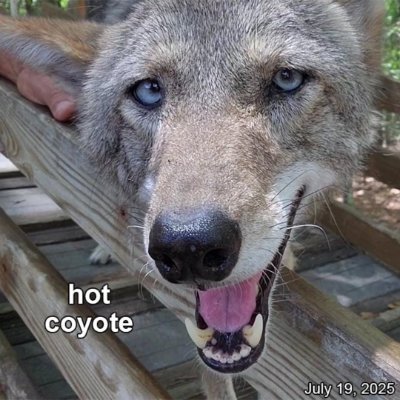 AD account of @yotieyips
\\\
She/It/He, 21, genderfluid
\\\
Minors go away, I repost porn here. There will be feral on this page. You have been warned.