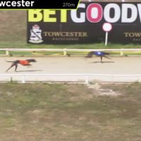 Greyhound Guru12 (@greyhoundguru12) 's Twitter Profile Photo Greyhound Guru12 (@greyhoundguru12) 's Twitter Profile Photo