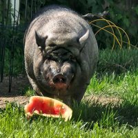 Rufus (@derrufmeister) 's Twitter Profile