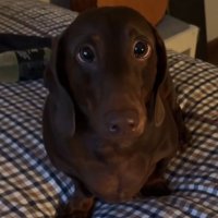 pelusa (@pelusafafaa) 's Twitter Profile Photo pelusa (@pelusafafaa) 's Twitter Profile Photo