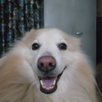 ShardoolShrivas's profile picture. Quant enthusiast | AIML UG | Also, I like cars and dogs