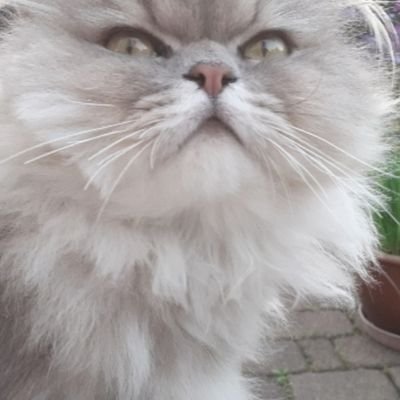 neiddebatten's profile picture. ohne Freiheit ist alles nichts wert, Grundrechte sind nicht verhandelbar, Kreativität, Innovation, Arbeit und Leistung gehören dazu