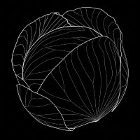 Cabbages.cc (@cabbagescc) 's Twitter Profile