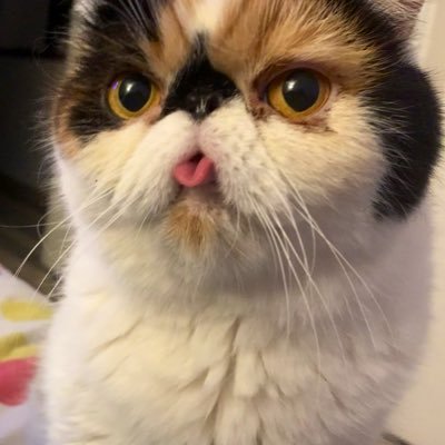 elasoll's profile picture. 