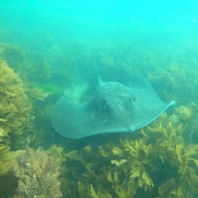 Ocean advocate, Deakin marine bio grad, conservation/gov comms, former Melb/Centralian journo. Living/diving locally on Boonwurrung country
