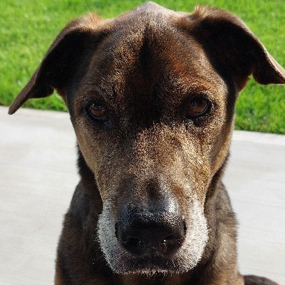 God give me a deep humility, a well-guided zeal, a burning love and a single eye, and then let men or devils do their worst - Whitefield | #dogs #history #humor