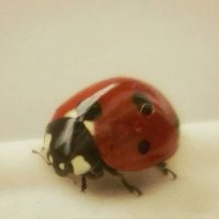 🌟 (@sickerthenabeet) 's Twitter Profile