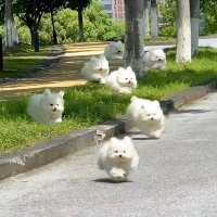 YQ L (@yql2223) 's Twitter Profile