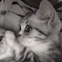 れむ (@re1muxx_) 's Twitter Profile