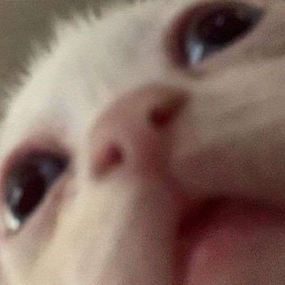 0xbQuery's profile picture. I like writing theses on world events, and memecoins occasionally. Nothing I say is financial advice. $BARK