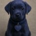 T (@indigopuppyswe) Twitter profile photo T (@indigopuppyswe) Twitter profile photo
