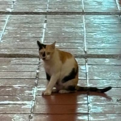 krerhagnis1203's profile picture. 