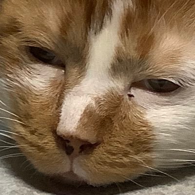 stgrnotoriko's profile picture. 